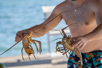 Live lobsters at Islamorada