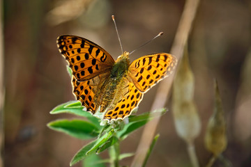 Kleiner Perlmuttfalter ( Issoria lathonia, Syn.: Argynnis lathonia ).