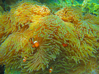 Naklejka na ściany i meble Clownfish hidden in an anemone, Pulau Perhentian, Malaysia