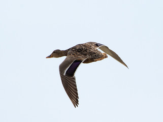 Female Mallard in flight