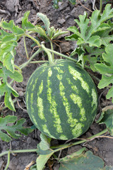 Watermelons ripen in the field