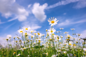 Obraz na płótnie Canvas Flowers daisies in summer spring meadow on background blue sky with white clouds. Summer natural pastoral landscape.