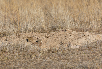 Burrowing Owl in the Utah Desert