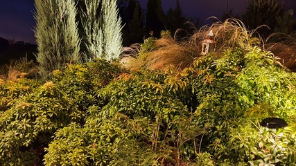 moss covered with moss