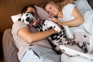 beautiful family spend weekends with dog in cozy home environment, lying on bed with cute dalmatian...