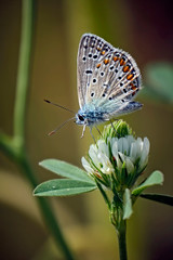 Hauhechel - Bläuling ( Polyommatus icarus ).