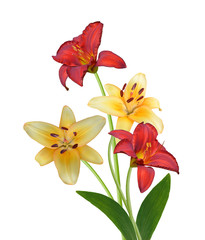 Colorful lily flowers on a white background 