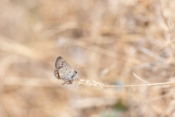 Mücevher Kelebeği » Chilades trochylus »