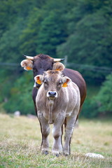 Vaca y ternero en el campo de León