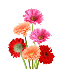 Two pink Gerber flowers on white background.