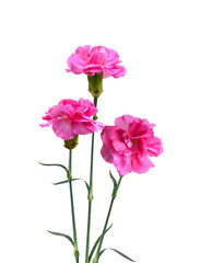A pink carnation blooming
