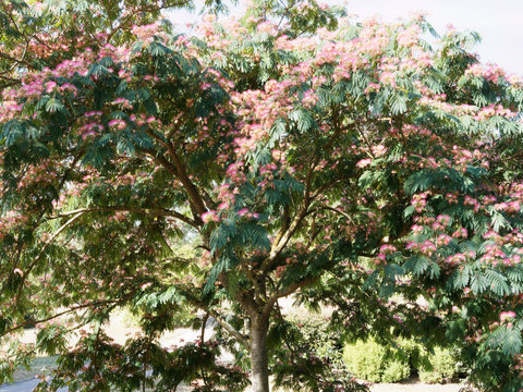 (Albizia julibrissin) Seidenbaum auch Seidenakazie, Kleinbaum mit sein filigranes Laub und sein rosafarbenen Blumen, leicht und seidig wie Haarpinsels in Fächerbürste