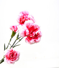 the long stem carnations gift on white