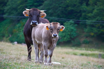 Obraz na płótnie Canvas Vaca y ternera en el campo 