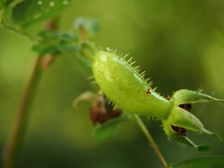 A fruit of a plant which belongs to rose family (found at at Dendrological Garden in Przelewice (arboretum przelewice) Poland)