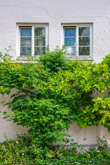 Fototapeta na wymiar Pflanzen ranken an einem Haus bis zu den Fenstern empor