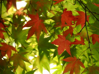 Acer palmatum (Japanese maple) found at at Dendrological Garden in Przelewice (arboretum przelewice) Poland