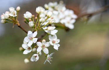 Obraz premium White dogwood flowers blooming in spring