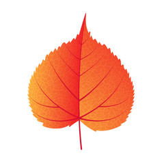 Autumn leaf vector on a white background