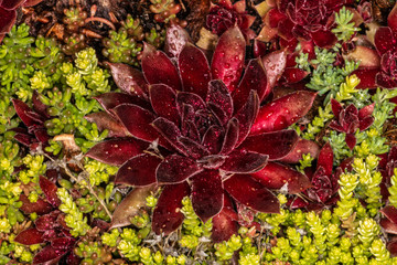 Houseleek (Sempervivum spec.) and Stonecrop (Sedum spec.) Plants