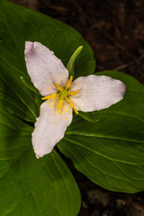 Pacific, Western, Western Wakerobin, or White Trillium (Trillium ovatum)