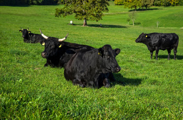 Black wagyu cow group is relaxing after morning feeding in lush green gras at the Bavarian Alps on...