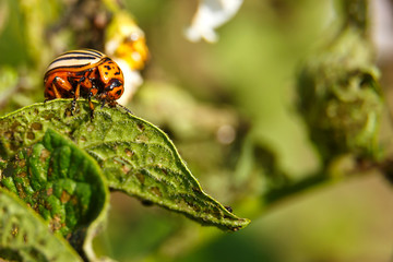 The Colorado potato beetle is an adult insect that devours potato greens.