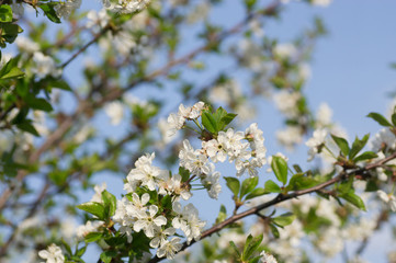 Branches of blossoming apricot macro