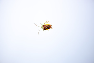 ]colorful insect on a white bright background in close-up