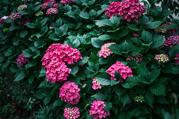 flower of purple hydrangea among green leaves in summer garden