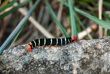 Colorful worm on tree bark, Brazil.