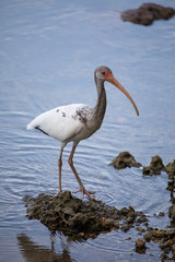 White ibis on the shore of the canal - Florida wildlife