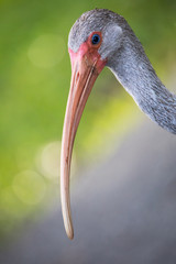 Macro of a White ibis