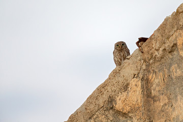 A little owl (Athene noctua) perched in the morning on the roof of an old building in Greece.