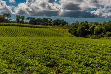 Rich arable land growing sweet potatoes in the countryside in Barbados