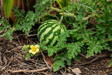 Plantaci&ntilde;on de sandia en tierras liberadas por Quilombolas en Brasil