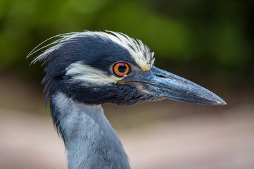 black crowned night heron - Florida wildlife