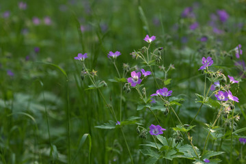 Wood cranesbill (Geranium sylvaticum) blooming on the meadow