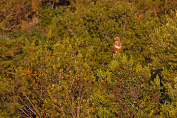 A Steppe buzzard (Buteo vulpinus)perched high on a tree early in the morning light.