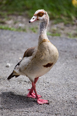 Egyptian Goose walking 