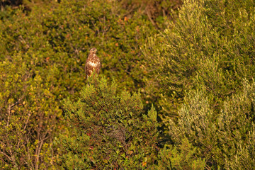 A Steppe buzzard (Buteo vulpinus)perched high on a tree early in the morning light.