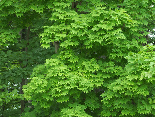 background of green leaves