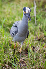 Black crowned night heron walking 