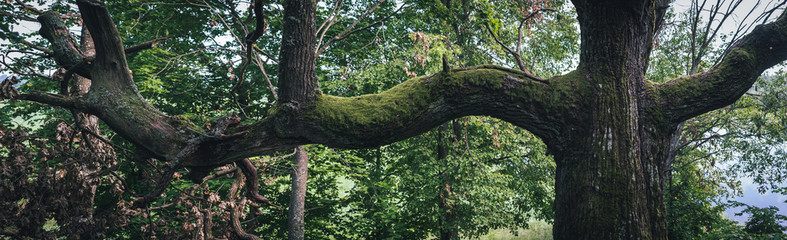 Fototapeta premium Branches of an old oak tree covered with moss.
