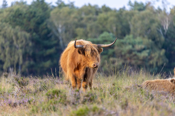 Highland cattle is standing in the grass at the veluwe