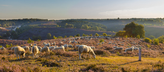 Posbank National park Veluwe, purple pink heather in bloom in the morning. Sheeps on the veluwe
