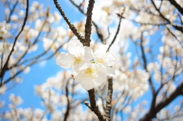 white cherry blossom with good weather