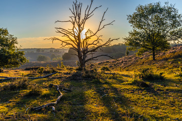 Dead tree on the Veluwezoom (Posbank). Sunrise behind a dead tree.