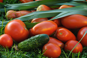 Vegetables lie on the grass. Tomatoes, cucumbers, leeks. Selective focus