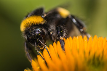 The bumblebee